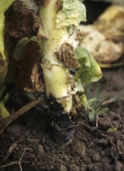 A dark brown to black canker, located at the soil level girdling the stem of a tobacco plant. <i><b>Thanatephorus cucumeris</b></i> (<i>Rhizoctonia solani</i>, sore shin)