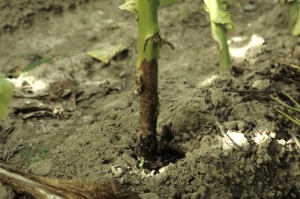 A dark brown to brown lesion at the soil line surrounding a tobacco plant stem. <i><b>Sclerotinia sclerotiorum </b></i>(Sclerotinia rot)