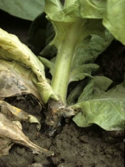 Tan canker covered by grey mould is developed on a tobacco plant collar. <i><b>Botrytis cinerea </b></i>(grey mould)