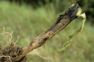 A wet, brown rot is decaying the cortex at the stem basis of this tobacco plant.  <i><b>Pectobacterium</i> sp.</b> (<i>Erwinia</i> sp., hollow stalk)