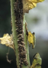 Many, irregular, brown protuberances cover some stem portions lengthwise. Root primordia