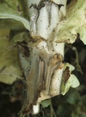 Removing the cortex one can observe a uniform chocolate brown colour of the vascular system. <b><i>Fusarium oxysporum </i>f. sp. <i>nicotianae</i></b> (fusarium wilt)