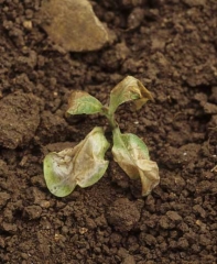 This seedling seems like having been boiled, the tissues have glassy and whitish appearance and are gradually becoming necrotic. Cold injury