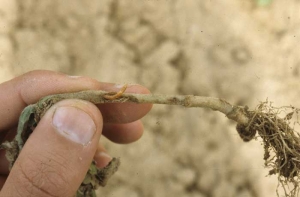 Yellow worm has colonised the stem of a tobacco seedling causing its wilting. <i><b>Agriotes</b></i> spp.