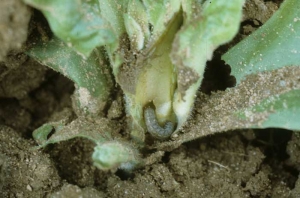 Cutworm gnawing the tender stem of a plant. <i><b>Agrotis</b></i> spp.