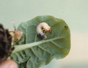 White worm on a tobacco leaf. <b><i>Melolontha Melolontha </i></b>(beetle) 