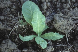  The new leaves of this young plant are narrower, distorted and crinkled. 
Chemical injury