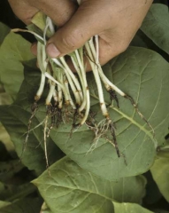 These young seedlings show a characteristic black rot in their root system. <i><b>Thielaviopsis basicola</b></i>
