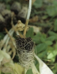 Brown to dark brown lesion, girdling several centimeters of stem. <b><i>Botrytis cinerea</i></b>
