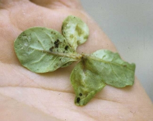 Seedling completely girdled at the collar, with petioles and lamina showing water-soaking and necrosis as the infection spreads from the stem. <b><i>Thanatephorus cucumeris</i></b> (<i><b>Rhizoctonia solani</b></i>)
