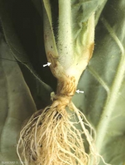 On an older seedling, the fungus can cause suberisation of collar and small cankers on petioles. <b><i>Thanatephorus cucumeris</i></b> (<i><b>Rhizoctonia solani</b></i>)
