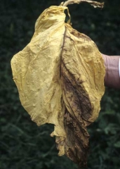 This leaf shows a unilateral browning of lamina which can be compared to that of wilting caused by vascular diseases. <i><b>Verticillium dahliae </b></i>(verticillium wilt)