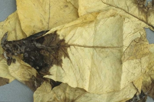 A wet and black rot starting from the scar of the petiole (pole rot). <i>Rhizopus arrhizus</i>
