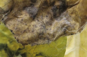 The fungus sporulates abundantly on the damaged tissues in a greyish aerial mycelium, covered with tiny black pinhead-like spots. <i>Rhizopus arrhizus</i>