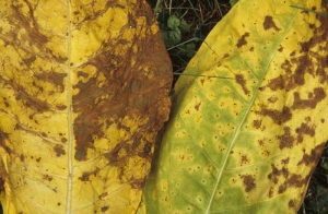 On a Burley leaf (right), many small necrotic interveinal spots surrounded by a yellow halo can be seen. On the left hand leaf similar spots have turned to a blue-green, while the remaining tissue is of a brown colour (green spot).