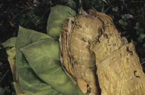 The harvested Virginia tobacco leaves are  dull grey; once cured the leaf tissues show the same default (grey tobacco).
