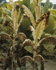 At the end of some disease cycles the entire plant may wilt or dry up.