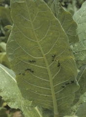 On the underside of this leaf one can observe foliar excrescences called enations. Alfalfa mosaic virus (AMV)
