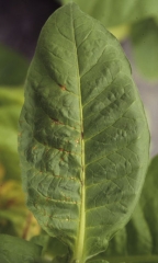 Necrotic spots starting to grow adjacent to leaf veins. Tomato spotted wilt virus, (TSWV)