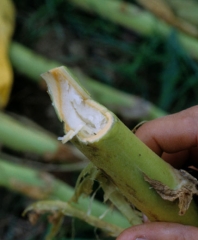 A cross section in the stem shows a marked yellowing of the vascular system. <i><b>Verticillium dahliae</b></i>