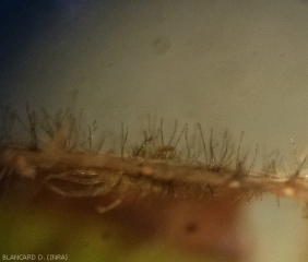 De nombreux conidiophores noirâtres, portant chacune une conidies pluricellulaire, sont dressés à la surface de cette feuille.
<i>Corynespora cassiicola</i> (corynesporiose)