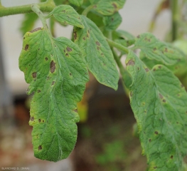 Les taches s'étendent et commencent à montrer de discrets motifs concentriques. Un halo jaune plus ou moins marqué les entoure.
Corynespora cassiicola (corynesporiose)