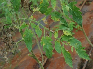 Plusieurs petites taches brunes  et nécrotiques recouvrent partiellement ces folioles de tomate entraînant localement leur jaunissement.
<i>Corynespora cassiicola</i> (corynesporiose)