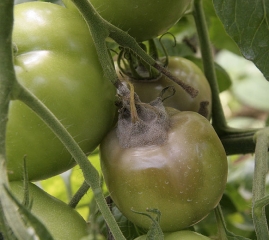 Botrytis7