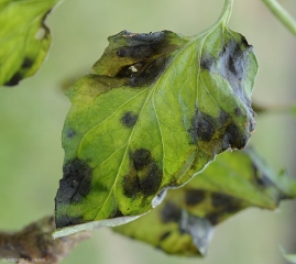 Didymella1