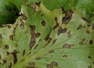 Cercospora13