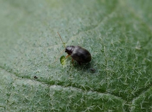 Epithrix1