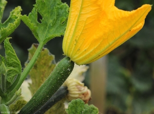 Pucerons_courgette8