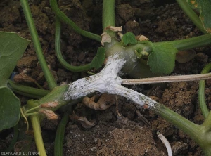 Canker lesion on well-developed melon stem.  It is almost completely covered by a dense white mycelium.  An orange gummy exudate is clearly visible.  (<i> Sclerotinia sclerotiorum </i>)