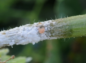 Wet lesion surrounding the stem of a melon stalk.  Note the presence of the fungus' characteristic white mycelium and a salmon to orange gummy ooze.  (<i> Sclerotinia sclerotiorum </i>)