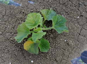 Symptoms of fusarium wilt on young melon plant.  <b> <i> Fusarium oxysporum </i> f.  sp.  <i>melonis</i> </b>.