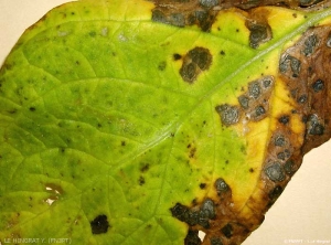 clearly delineated, of varying size and found mainly on the bottom leaves; presence of concentric rings on large spots:<i><b>Alternaria</i> sp.</b> 