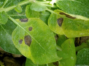 Necrotic spots well delimited, of variable size. <i><b>Alternaria</i> sp.</b>