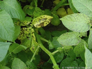 Lésion typique d'<b><i>Alternaria</i> sp.</b> avec taches nécrotiques en anneaux concentriques et halo jaunâtre.