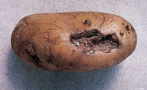 Dry rot caused by <i><b>Alternaria</i> sp.</b>