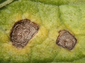 Detail of two necrotic lesions of alternaria on potato leaf. Note the presence of concentric patterns on the lesions. <i><b>Alternaria</i> sp.</b> (alternariose)