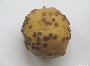 Mature brownish lesions of powdery scab (<b><i>Spongospora subterranea</i></b>)