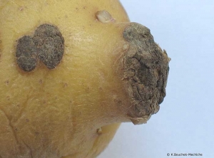 Raised “teat-shaped” tubers observed in the case of severe attack (cultivar specific). <b><i>Spongospora subterranea</i></b> (powdery scab)