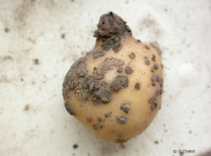Raised “teat-shaped” tubers observed in the case of severe attack (cultivar specific). <b><i>Spongospora subterranea</i></b> (powdery scab)