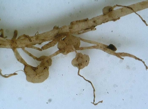 Root galls or cankers. <b><i>Spongospora subterranea</i></b> (powdery scab)