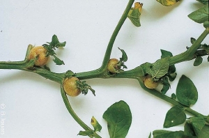 Aerial tubers formed at leaf axils. <i><b>Rhizoctonia solani</i></b> (black scurf)