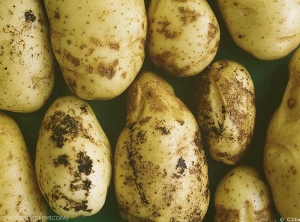 Sclerotia and misshapen tubers with cracks. <i><b>Rhizoctonia solani</i></b> (black scurf)