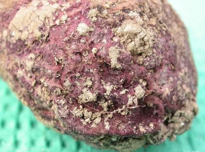 Rhizoctonia crocorum