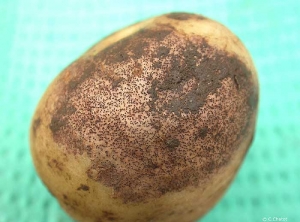 Rhizoctonia crocorum6