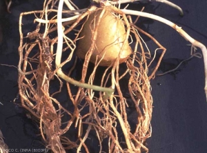 Brown necrosis on roots. <i><b>Streptomyces</i> spp.</b> 