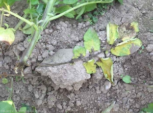 Aerial rot extending from the stem insertion point of a petiole towards the leafet. <i><b>Pectobacterium</i> spp. or <i>Dickeya</i> spp.</b>